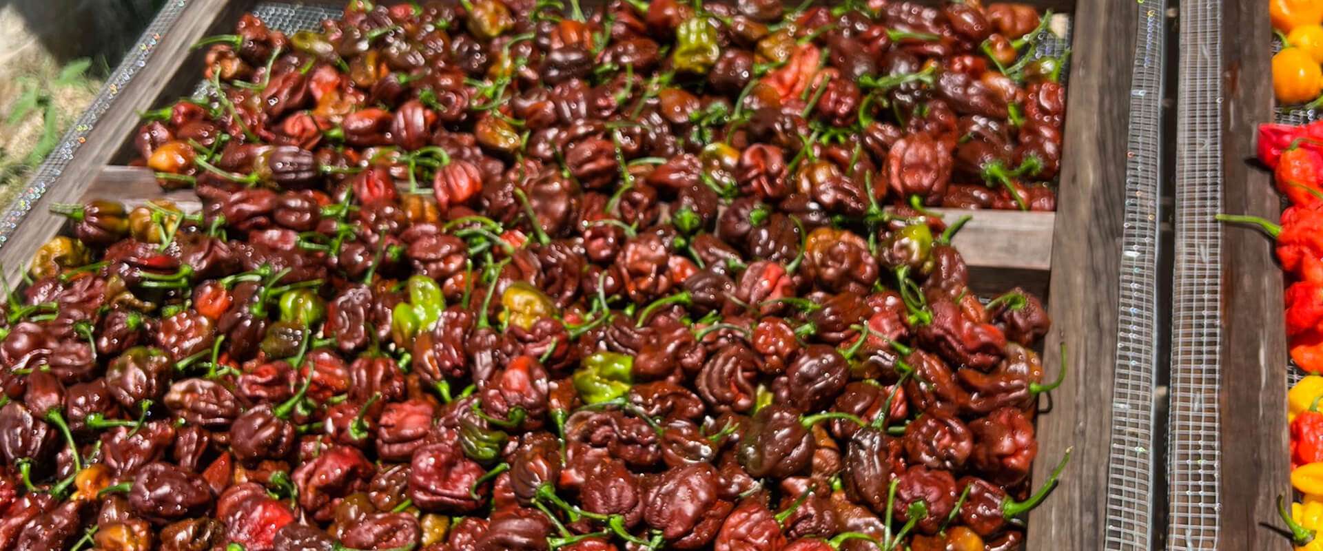 Hill Country Hot Peppers Scorch'n Sunrise Hill Country Hot Peppers Scorch'n Sunrise